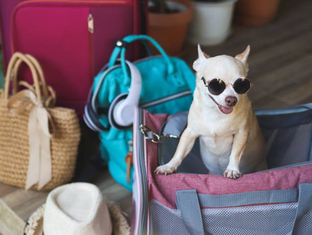 Viajar con niños pequeños y mascotas